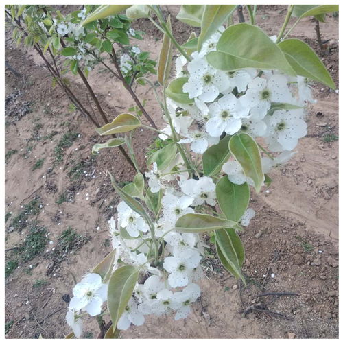 【早酥红梨树苗的价格怎么样什么时候种植梨树佳】- 