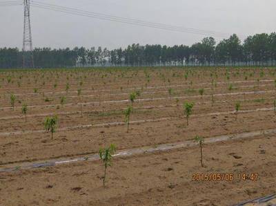 兴农红桃在开封地区的引种表现及丰产栽培技术