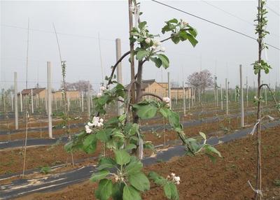 苹果树栽培技术|苹果树苗木摘心去叶技术