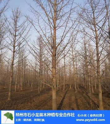 邳州石小龙苗木种植(图)-银杏树批发价格-银杏树